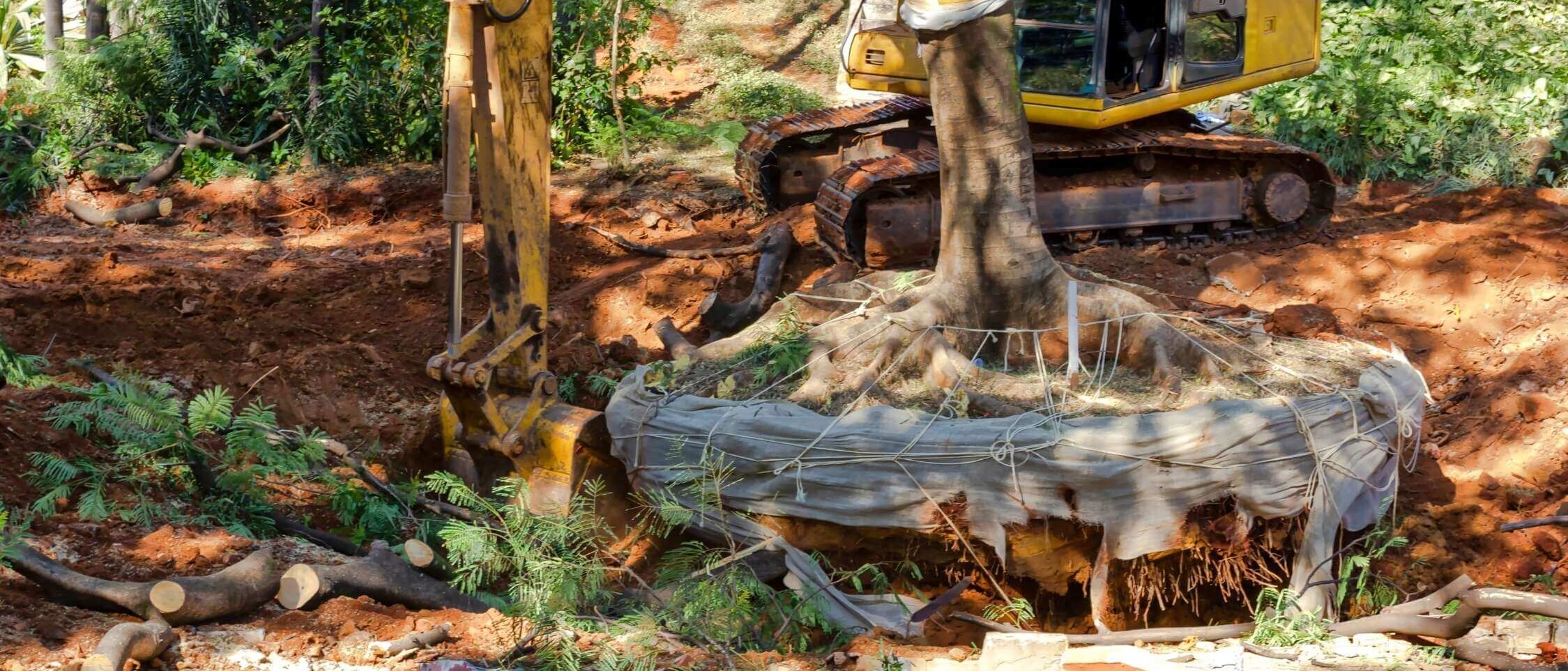 Moving trees, rocks and other elements to create the perfect garden design