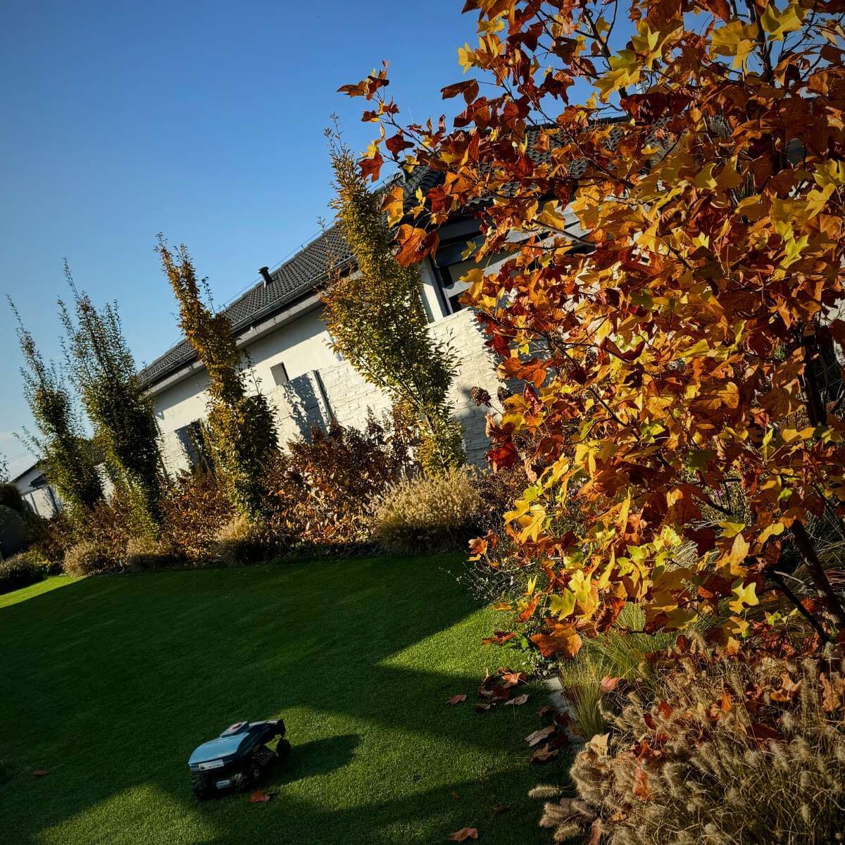 Dense green lawn in the garden after professional implementation and maintenance by Dream Garden