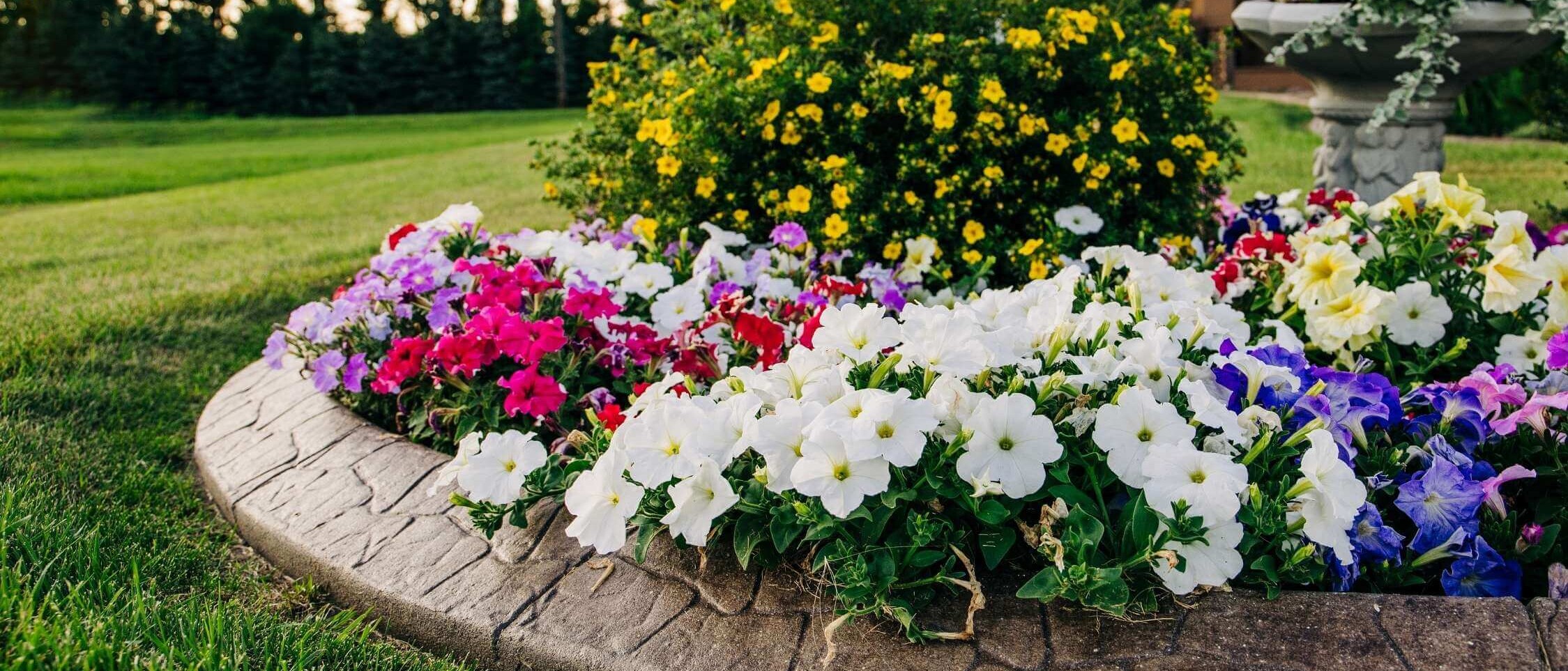 Flowering beds from Dream Garden