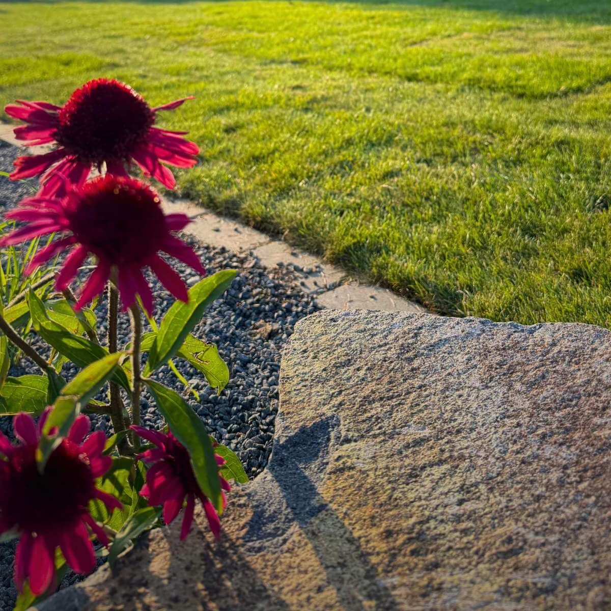 Perennials in a modern garden from Dream Garden – turnkey garden and exterior design