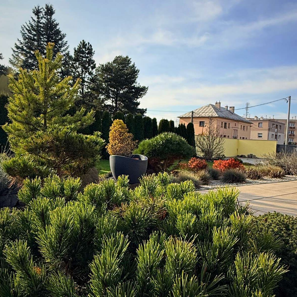 Nízke borovice v záhrade od Dream Garden.