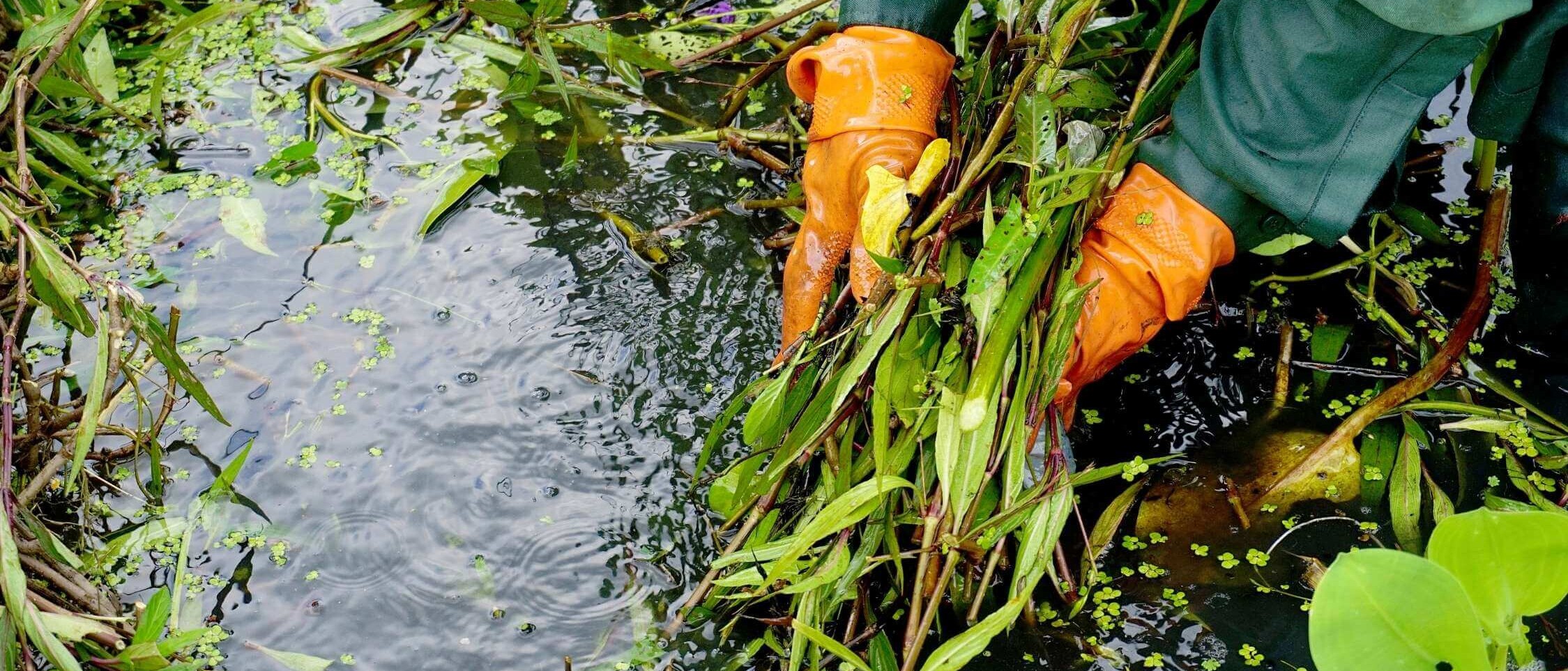 Maintenance of water features in the garden – cleaning the pond, checking the pump, and caring for plants and filtration